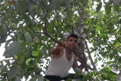 The Israeli Occupation Forces sweep a plot and uproot trees in Al-Arrub camp