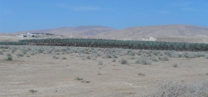 جيش الاحتلال يمنع المزارعين من زراعة 650 دونماً بغراس النخيل في قرية العوجا