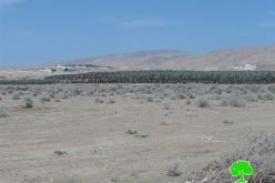Israeli Occupation Forces prohibit farmers from cultivating 650 dunums in the Jericho village of Al-Auja