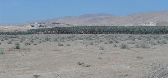 Israeli Occupation Forces prohibit farmers from cultivating 650 dunums in the Jericho village of Al-Auja
