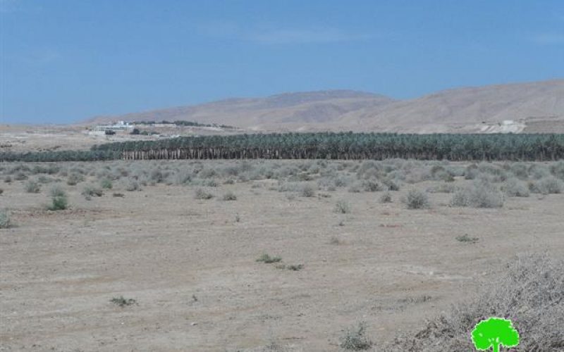 Israeli Occupation Forces prohibit farmers from cultivating 650 dunums in the Jericho village of Al-Auja