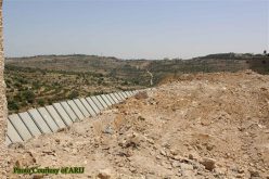 “For Security Purposes”
The Israeli Bulldozers razed about 2 dunums of Lands in Al-Khader town northwest of Bethlehem Governorate