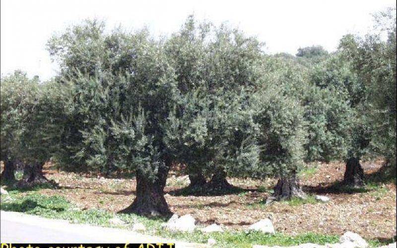 Israeli Aggression Against Palestinian Agriculture