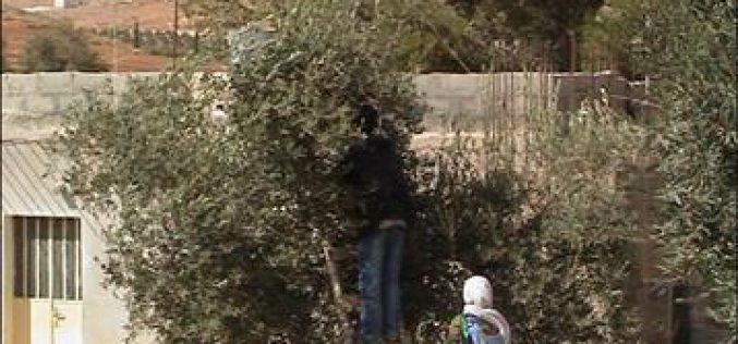 Olive Harvest in Palestine. Another Season, Another Anguish