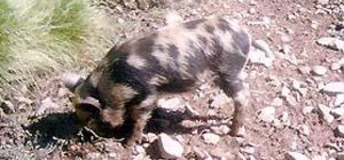 Israeli brought wild pigs destroy tens of dunums in Deir Ballut plain