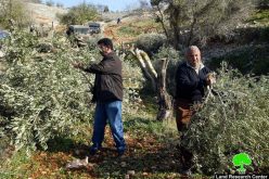 Deir Ballut’s fruitful olive trees cut for Wall Constructions