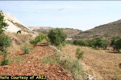 Artas village lands are targeted for settlement expansion
