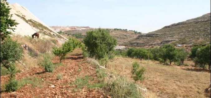 Artas village lands are targeted for settlement expansion