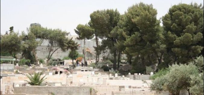 Uprooting of Trees in the Vicinity of Rachel’s Tomb