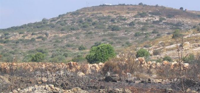 Hundreds of olive trees burned by Israeli settlers in Jinsafut Village