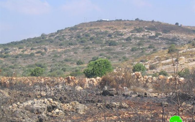 Hundreds of olive trees burned by Israeli settlers in Jinsafut Village
