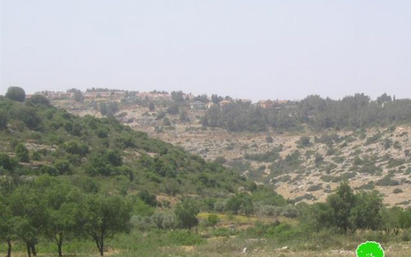 تزايد وتيرة قطع و تخريب الأشجار الزراعية في واد قانا و قرى غرب نابلس