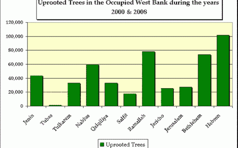 The Palestinian 2008 Olive Harvest Season ” “Another year of confrontations, harassment and Israeli settlers’ violations”