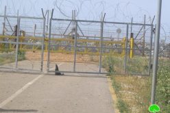قوات الاحتلال تمنع مزارعي قرية مسحة من الوصول إلى أراضيهم  خلف الجدار العنصري