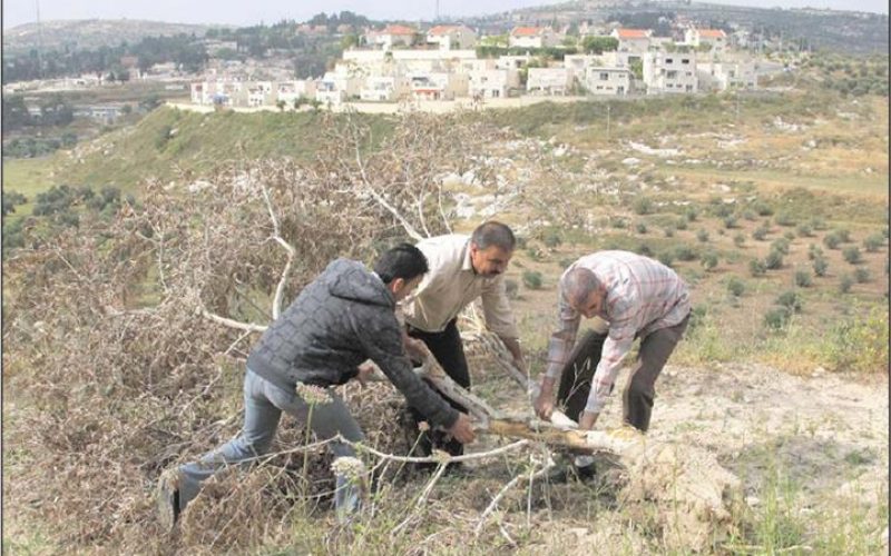 اقتلاع وتدمير 35 شجرة زيتون مثمرة  في قرية كفر قدوم