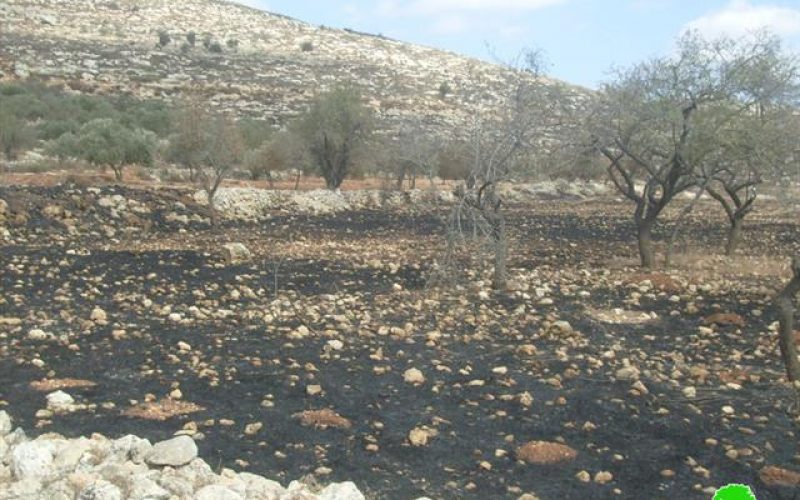 الزيتون الفلسطيني يصارع من أجل البقاء <br> ” الاعتداءات الإسرائيلية على الزيتون الفلسطيني خلال موسم القطاف “