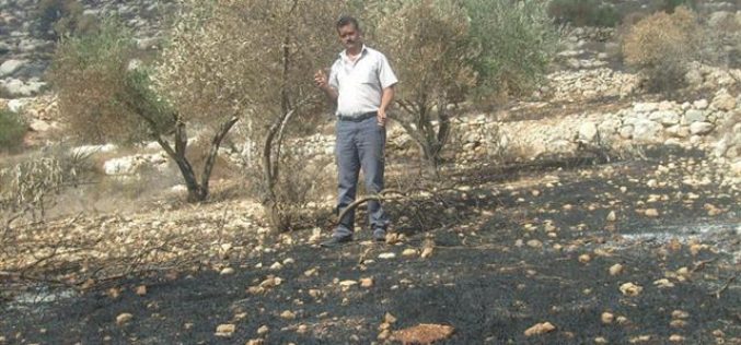The Palestinian Olive Survival Battle <br> “Israeli Aggressions during the 2010 Olive Picking Season”