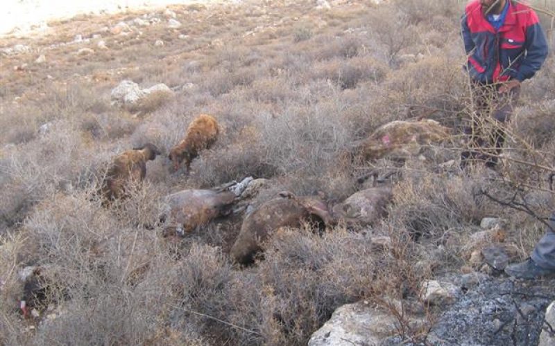 Israeli Colonists Burn 17 Sheep Belonging to A Palestinian Herder in Khirbet Al Taweel – Aqraba