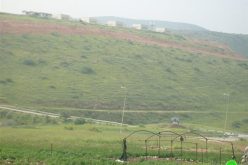 Miskiyut Recent Mass Expansions in Northern Jordan Valley