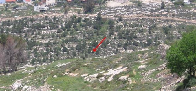 Colonists of Bat Ayin Uproot 30 Olive Trees  Beit Ummar Town – Hebron Governorate