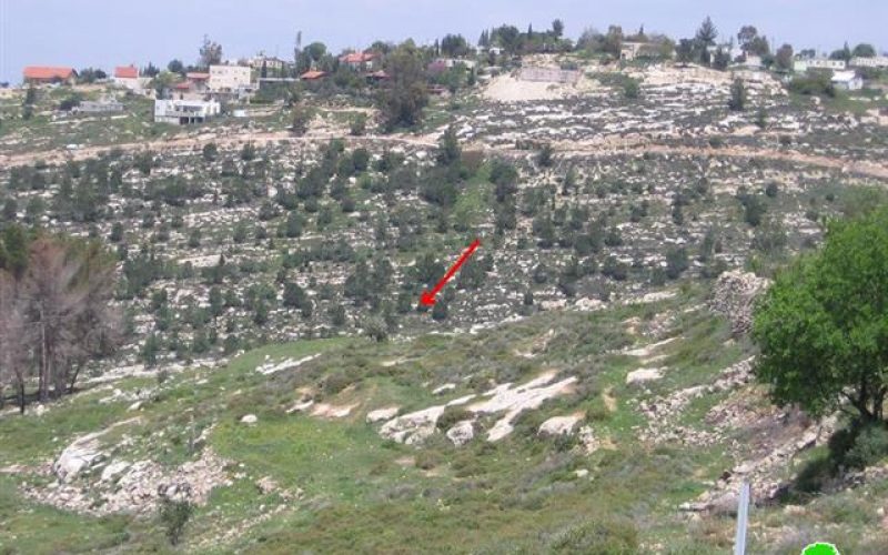 Colonists of Bat Ayin Uproot 30 Olive Trees  Beit Ummar Town – Hebron Governorate