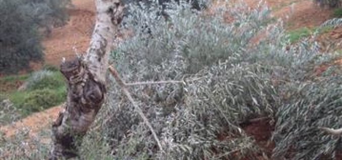 مستعمرون يهود يقتلعون أشجار زيتون مثمرة قرية برقة – محافظة رام الله