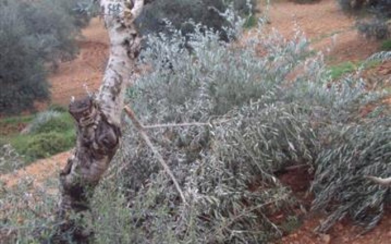 مستعمرون يهود يقتلعون أشجار زيتون مثمرة قرية برقة – محافظة رام الله