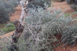 Israeli Colonists Uproot Olive Trees in  Burqa – Ramallah Governorate