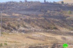 Setting Wheat Fields Ablaze in Far’ata and Madama – Nablus Governorate