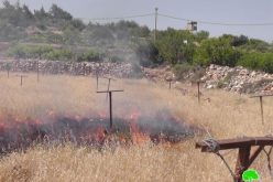 Setting Agricultural Fields Ablaze in  Beit Ummar – Hebron Governorate