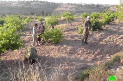 مطاردة المزارعين الفلسطينيين ومنعهم من الوصول إلى أراضيهم  بلدة بيت أمر في  محافظة الخليل
