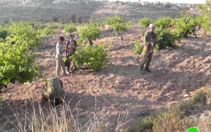مطاردة المزارعين الفلسطينيين ومنعهم من الوصول إلى أراضيهم بلدة بيت أمر في محافظة الخليل