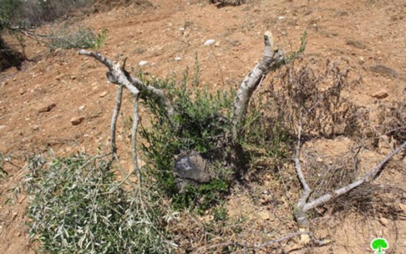 قطع وإتلاف 51 شجرة زيتون قرية سنجل- محافظة رام الله