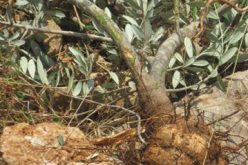 The Israeli Occupation Uproots 300 Olive Seedlings in Wadi Qana – Salfit Governorate