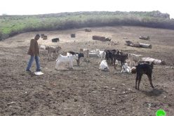 إخطار خمسة مزارعين بإخلاء أراضيهم الزراعيةفي خربة الطويل وحوض لفجم – محافظة نابلس