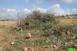 إتلاف  345 غرسة زيتون في بلدة ترمسعيا – محافظة رام الله