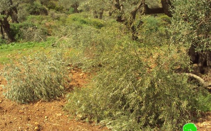 Cutting 75 Olive trees in Bitillo village