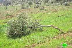 مستوطنو  مستوطنة  جلعاد زوهر يتلفون 25 شجرة زيتون في  قرية فرعتا