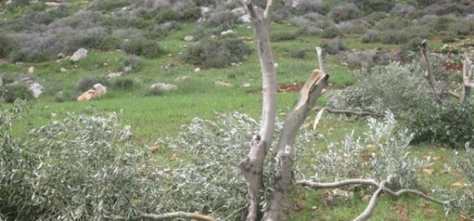 Israeli Settlers Ravage 220 Olive Trees