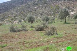 Gilad Zohar colonists ravage 25 olive trees in Far’atta village