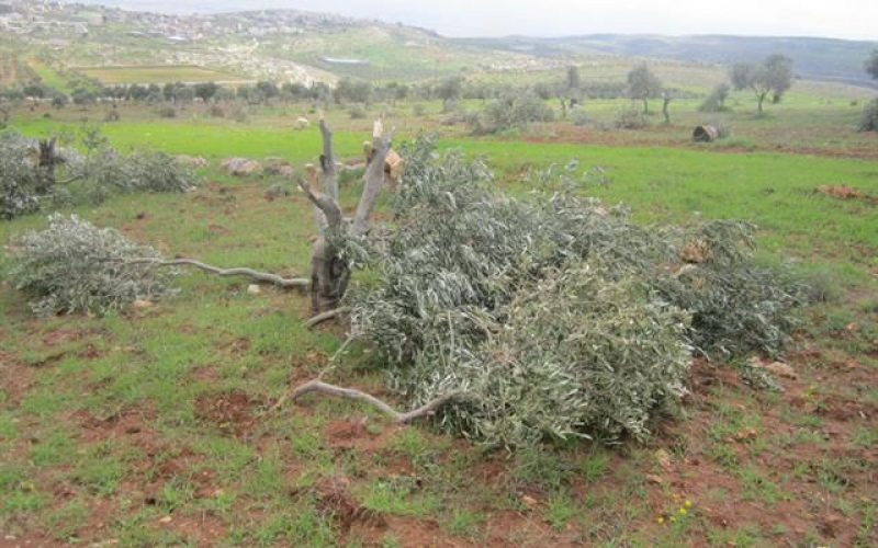 Ravaging 250 Olive Trees in Bitillo