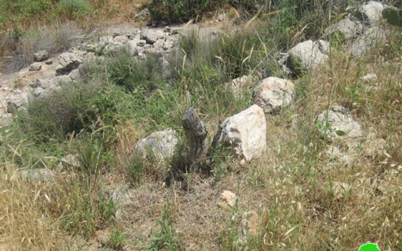 Ravaging 20 Olive Trees in Shufa
