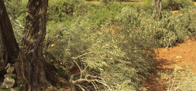 اقتلاع 100 شجرة زيتون في قرية بيتللو / محافظة رام الله