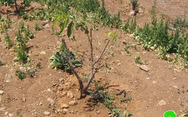 الاعتداء على أشجار مختلفة  في موقع قنان جابر جنوب يطا