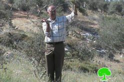 Ravaging 267 Olive Seedlings in Aqraba