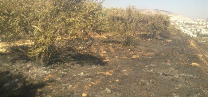 حرق 78 شجرة زيتون في بلدة جماعين