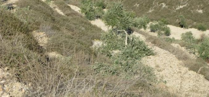 Ravaging 17 Olive Trees in Khallet Siwar, Burin Village – Nablus Governorate