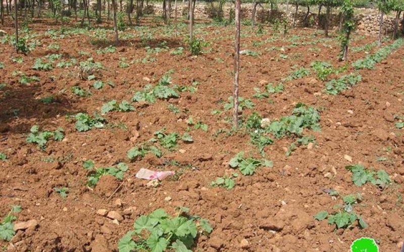 Confiscating irrigation networks and ravaging crops in Al Baq’a area – Hebron