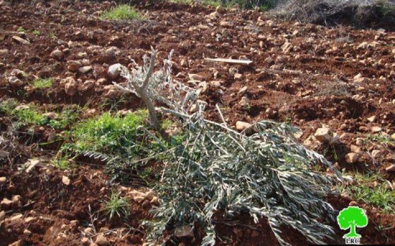 Ravaging 251 Trees in Qusra