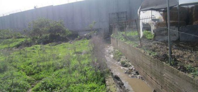 الجدار العنصري في مدينة قلقيلية يتسبب في فيضانات و اتلاف المحاصيل الزراعية